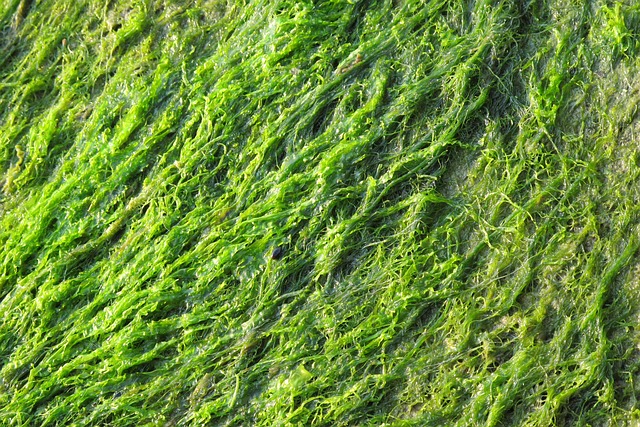 Improper use of coagulants and flocculants can form large amounts of algae