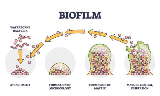 Chlorine dioxide prevents biofilm formation